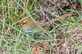 Black-throated Thistletail Asthenes harterti bejaranoi 