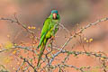 Blue-crowned Parakeet Thectocercus acuticaudatus acuticaudatus