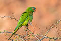 Blue-crowned Parakeet Thectocercus acuticaudatus acuticaudatus