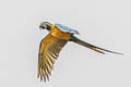 Blue-throated Macaw Ara glaucogularis