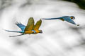 Blue-throated Macaw Ara glaucogularis