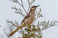 Brown-backed Mockingbird Mimus dorsalis