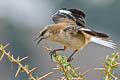 Brown-backed Mockingbird Mimus dorsalis