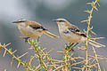 Brown-backed Mockingbird Mimus dorsalis