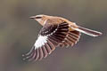 Brown-backed Mockingbird Mimus dorsalis