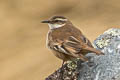 Buff-winged Cinclodes Cinclodes fuscus