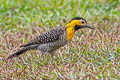 Campo Flicker Colaptes campestris campestris