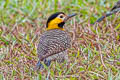 Campo Flicker Colaptes campestris campestris