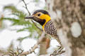 Campo Flicker Colaptes campestris campestris