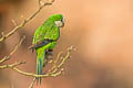 Cliff Parakeet Myiopsitta luchsi