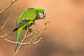 Cliff Parakeet Myiopsitta luchsi