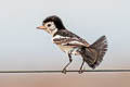 Cock-tailed Tyrant Alectrurus tricolor