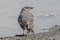 Glacier Finch Idiopsar speculifer speculifera