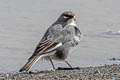 Glacier Finch Idiopsar speculifer speculifera