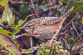 Grass Wren Cistothorus platensis minimus 