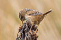 Grass Wren Cistothorus platensis minimus 