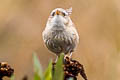 Grass Wren Cistothorus platensis minimus 