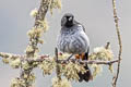 Grey-bellied Flowerpiercer Diglossa carbonaria