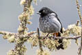 Grey-bellied Flowerpiercer Diglossa carbonaria