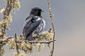 Grey-bellied Flowerpiercer Diglossa carbonaria