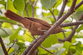 Grey-crested Cacholote Pseudoseisura unirufa