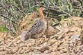 Huayco Tinamou Rhynchotus maculicollis