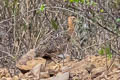 Huayco Tinamou Rhynchotus maculicollis