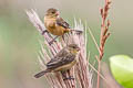 Ibera Seedeater Sporophila iberaensis