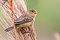 Ibera Seedeater Sporophila iberaensis