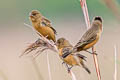 Ibera Seedeater Sporophila iberaensis