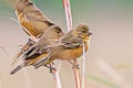 Ibera Seedeater Sporophila iberaensis