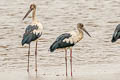 Maguari Stork Ciconia maguari