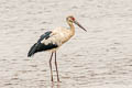 Maguari Stork Ciconia maguari