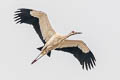 Maguari Stork Ciconia maguari