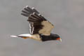 Mountain Caracara Phalcoboenus megalopterus