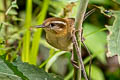 Mountain Wren Troglodytes solstitialis frater 