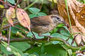 Mountain Wren Troglodytes solstitialis frater 