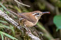 Mountain Wren Troglodytes solstitialis frater 