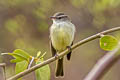 Mouse-coloured Tyrannulet Nesotriccus murinus murinus