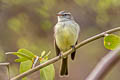 Mouse-coloured Tyrannulet Nesotriccus murinus murinus