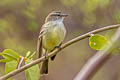 Mouse-coloured Tyrannulet Nesotriccus murinus murinus