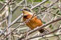 Olive-crowned Crescentchest Melanopareia maximiliani maximiliani