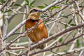 Olive-crowned Crescentchest Melanopareia maximiliani maximiliani