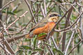 Olive-crowned Crescentchest Melanopareia maximiliani maximiliani