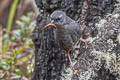 Puna Tapaculo Scytalopus simonsi