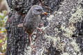 Puna Tapaculo Scytalopus simonsi