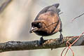 Purplish Jay Cyanocorax cyanomelas