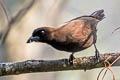 Purplish Jay Cyanocorax cyanomelas