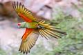 Red-fronted Macaw Ara rubrogenys