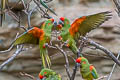 Red-fronted Macaw Ara rubrogenys